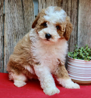 Mini Poodle