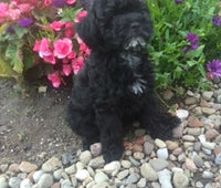 Mini Poodle