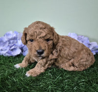 Mini Poodle