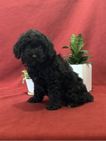  Mini Poodle