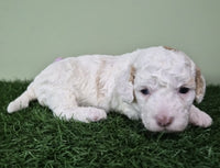 Mini Poodle
