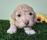 Mini Poodle