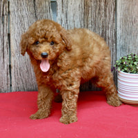Mini Poodle