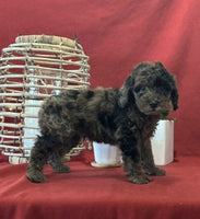 Mini Poodle