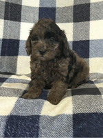  Mini Poodle