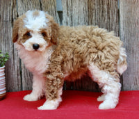 Mini Poodle