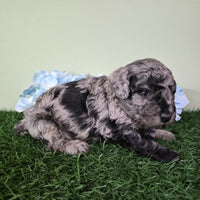 Mini Poodle