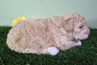 Mini Poodle