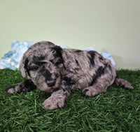 Mini Poodle