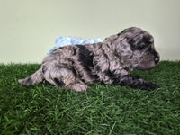 Mini Poodle