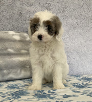 Mini Sheepadoodle