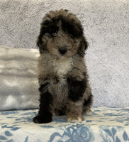 Mini Sheepadoodle