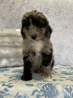 Mini Sheepadoodle