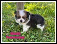 Minnie Female ACA Pomeranian $1375