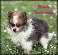 Pomeranian