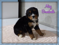 Missy Female Bernedoodle $2850
