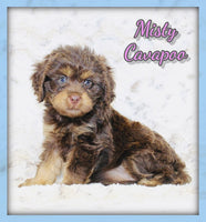 Cavapoo