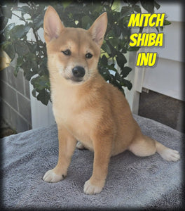  Shiba Inu