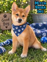 Mitch Male AKC Shiba Inu $550