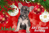 Mocha Female AKC French Bulldog $1150