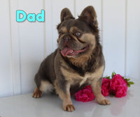 Ezra Female AKC Fluffy French Bulldog $2150