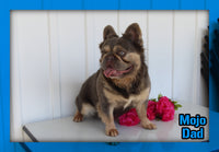 Dallas Male AKC Fluffy French Bulldog $2450