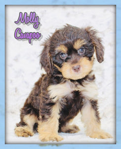 Cavapoo