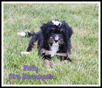 Mini Bernedoodle