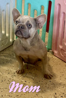 Toby Male AKC French Bulldog $1595
