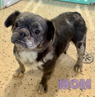 Teddy Male AKC Fluffy French Bulldog $1595