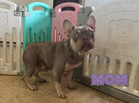 Ernie Male AKC French Bulldog $1800