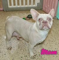 Darla Female AKC French Bulldog $2200