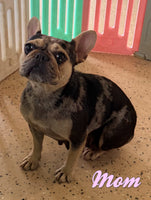 Reba Female AKC French Bulldog $1750