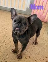 Maxx Male AKC French Bulldog $1650