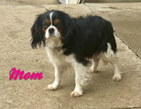 Daisy Female Corgi Cavalier Mix $525