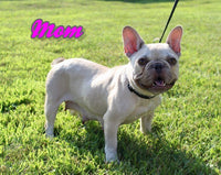 Izzy Female AKC French Bulldog $1350