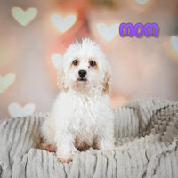 Judah Male Havanese $575