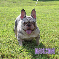 Fenn Male AKC French Bulldog $1350