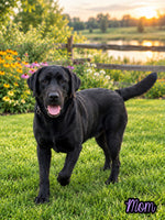 Sawyer Male AKC Labrador Retriever $1250