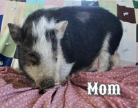 Wilber Male Mini Pot Belly Pig $650