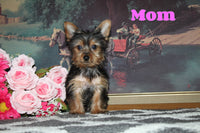 Cutie Male Teacup Yorkshire Terrier $2200