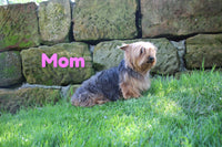 Roxanne Female Yorkshire Terrier $995