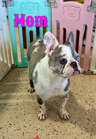 Rita Female AKC French Bulldog $1495