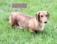Rain Female AKC Mini Dachshund $950