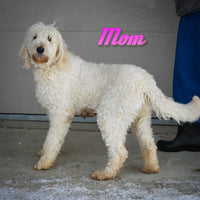 Benny Male Mini Goldendoodle $1000