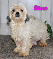 Ace Male Shihpoo $850