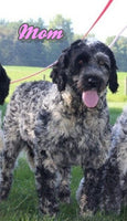 Mia Female AKC Portuguese Water Dog $2500