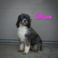 Romeo Male Mini Bernedoodle $1600