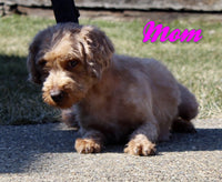 Tulip Female F1BB Mini Goldendoodle $995