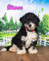 Katie Female Mini Bernedoodle $1600